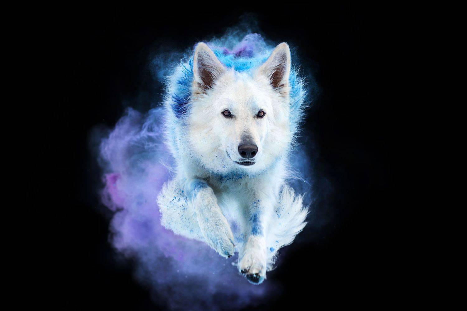 фотосессия собака краски холи БШО швейцарская овчарка , Киреева Екатерина