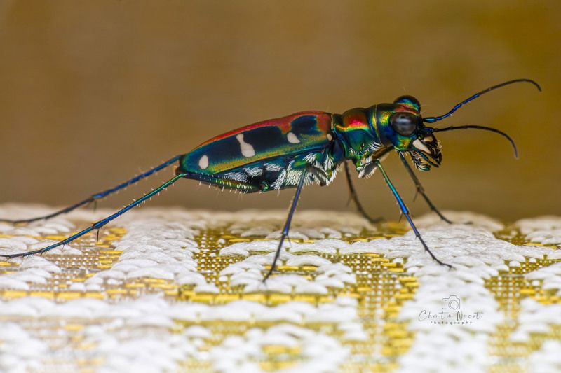 Japanese tiger beetle, macro, small, animal, insect, beauty, nature, natural, fast, color, Cicindela chinensis japonica Japanese tiger beetle фото превью