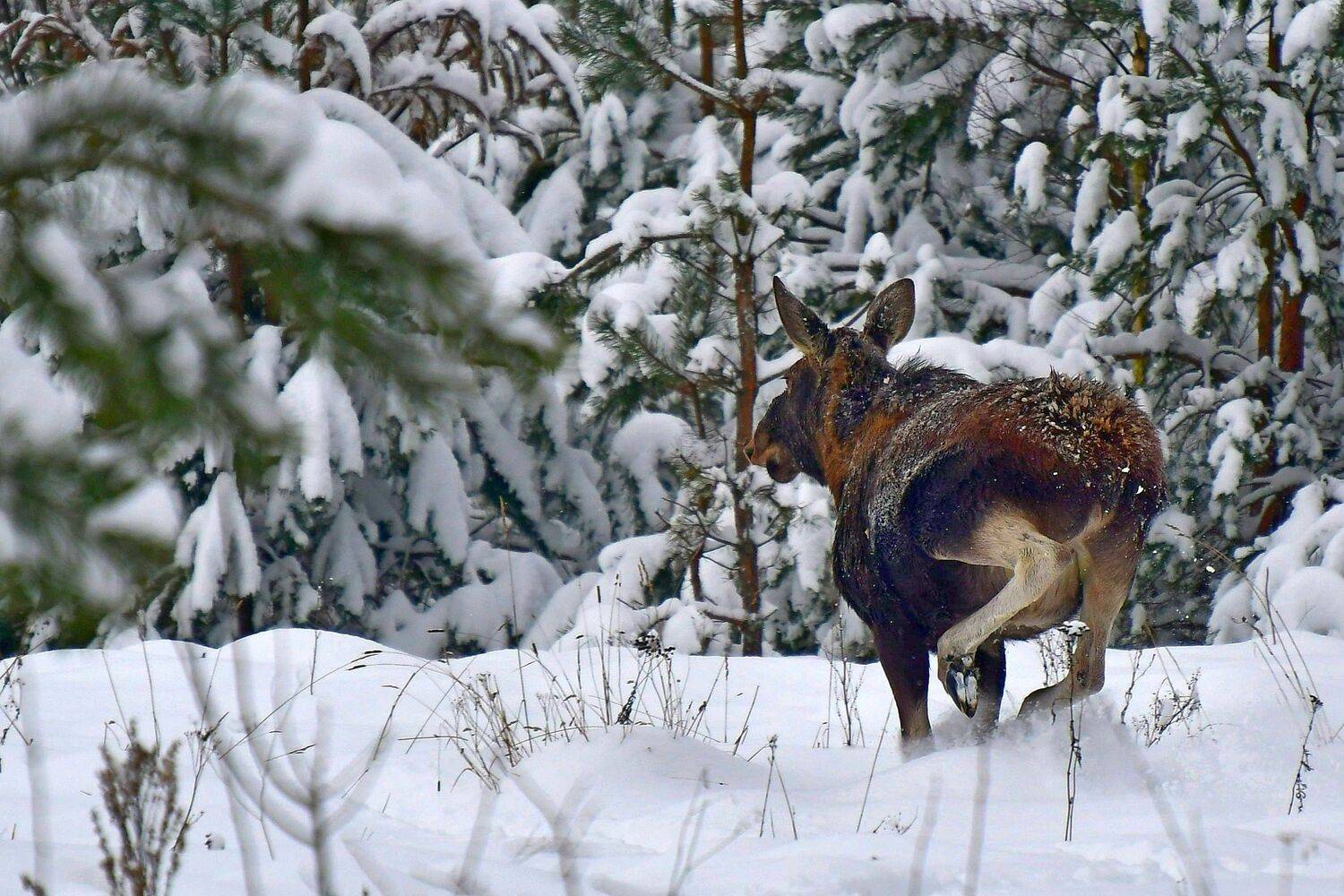 , Корнейчук Игорь