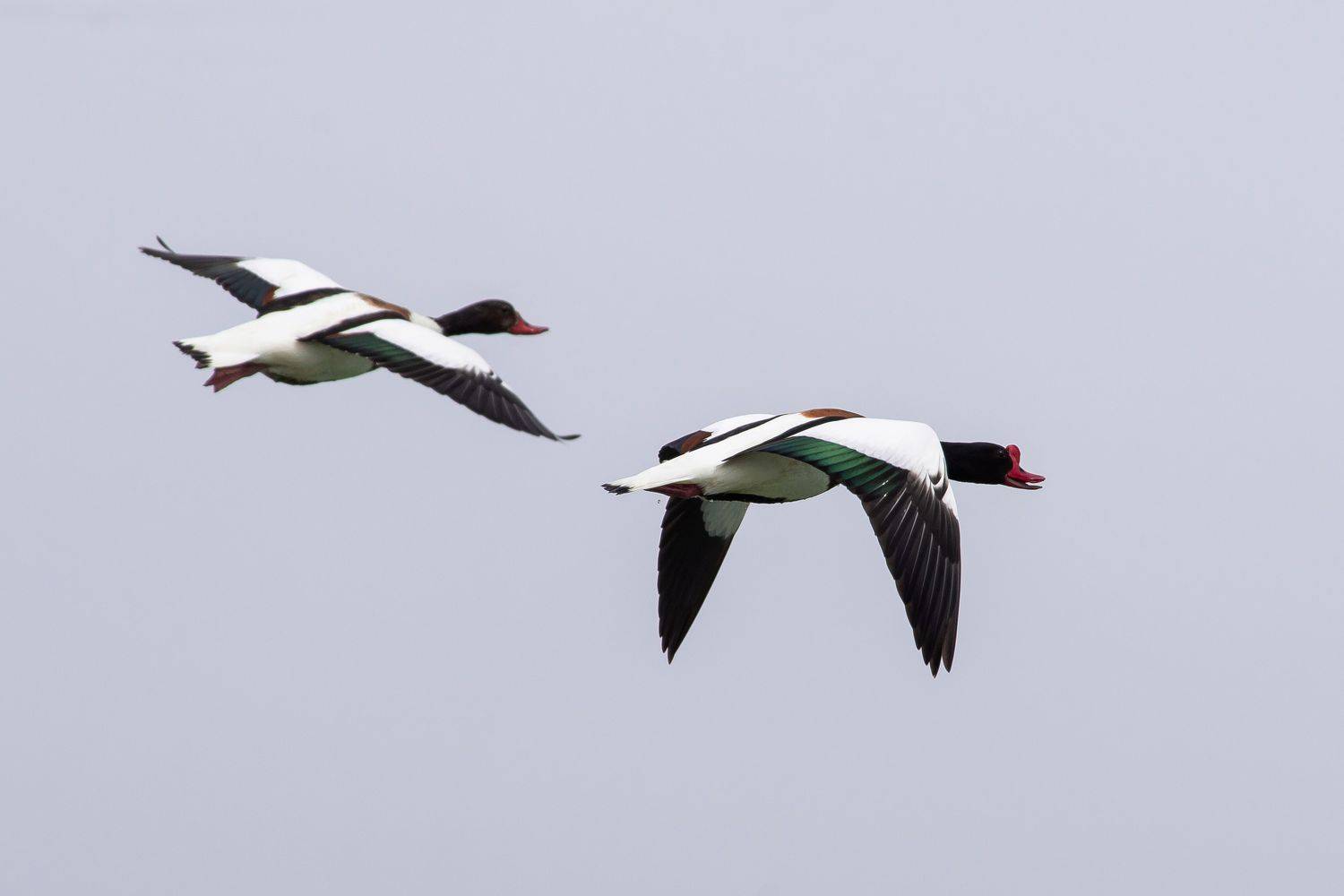 Tadorna tadorna, Common shelduck, bird, birds, birdswatching, volgograd, russia, wildlife, , Сторчилов Павел