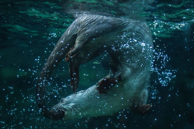 Otter фото превью