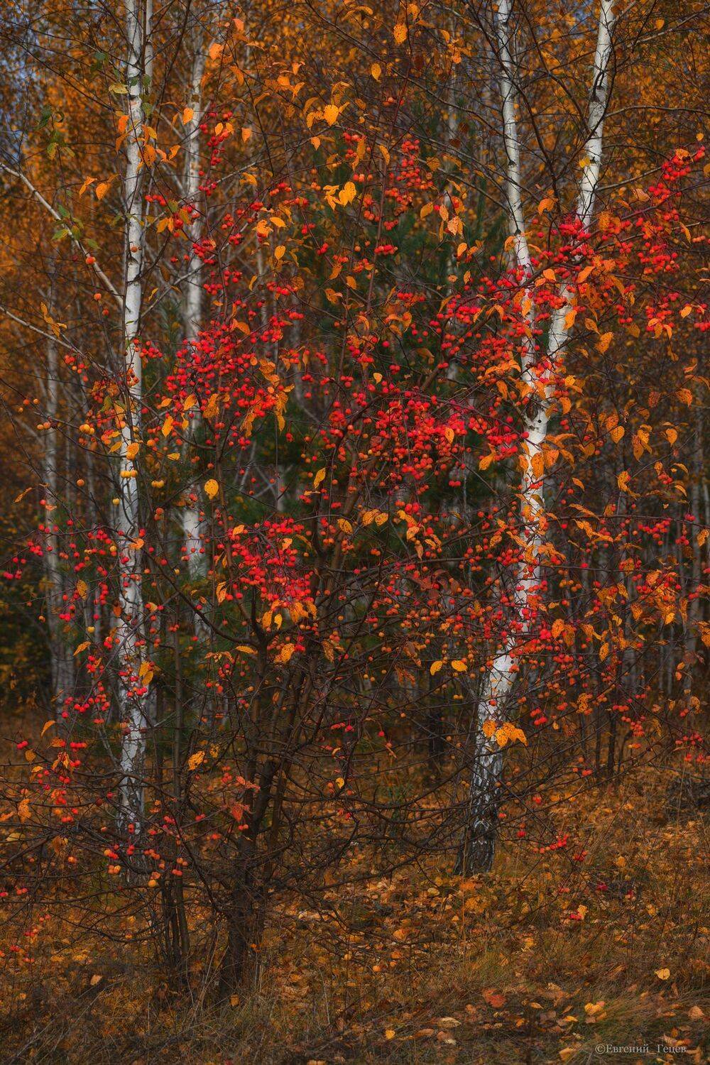 осень, пейзаж, лес, яблоня, Евгений Гецев