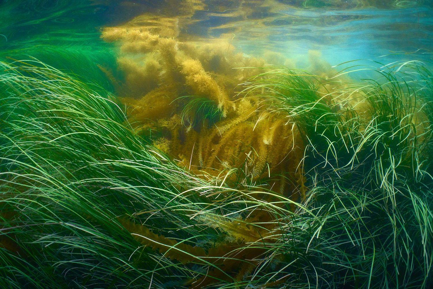 охотское море, залив анива. водоросли., PAVEL PEREPECHAEV