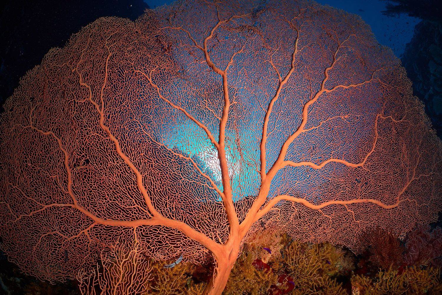 море, дайвинг, подводная фотосъемка, горгонария, тропический риф, PAVEL PEREPECHAEV