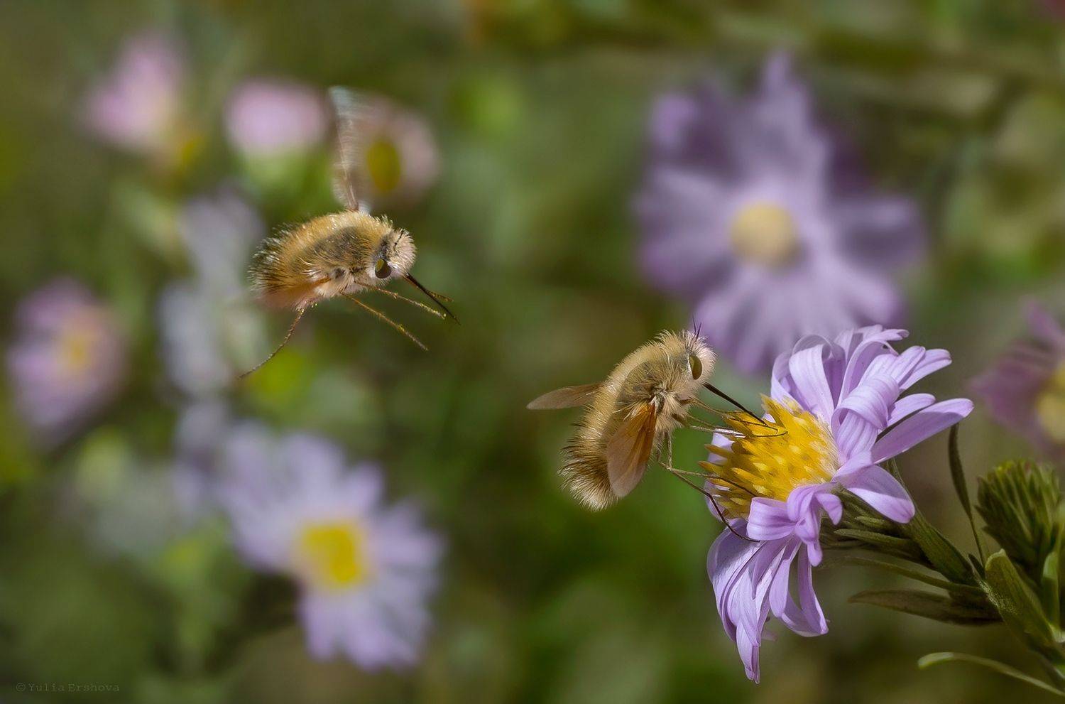 жужжало, муха, макро, macro, Ершова Юлия
