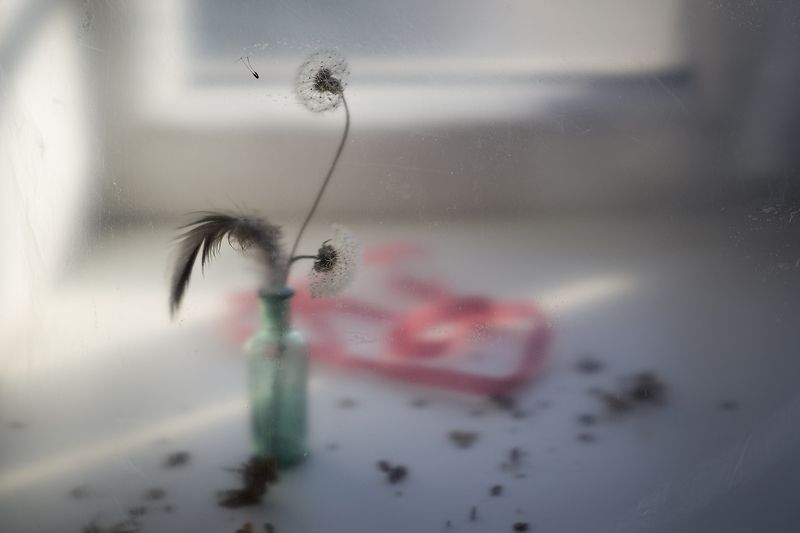 Одуванчик, натюрморт, воздушный цветок, нежность, луч света, пара Этюд фото превью