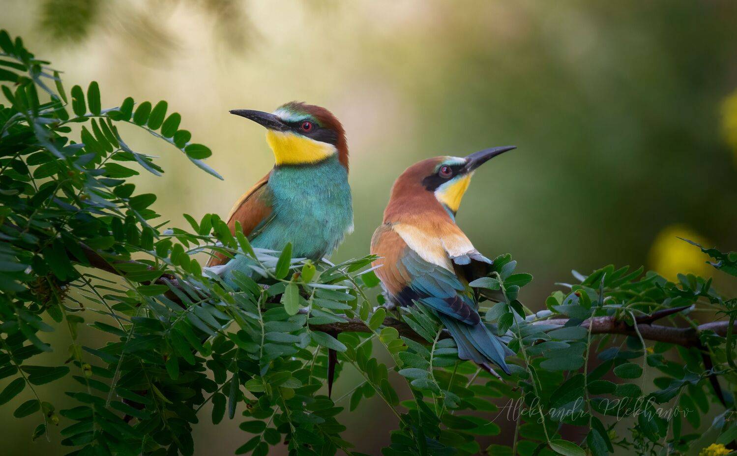wildlife, Александр Плеханов