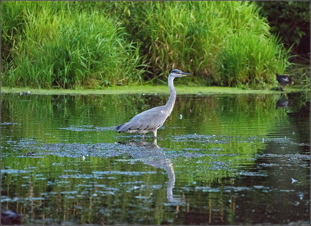 москва, парк, цапля, АНАТОЛИЙ ДОВЫДЕНКО