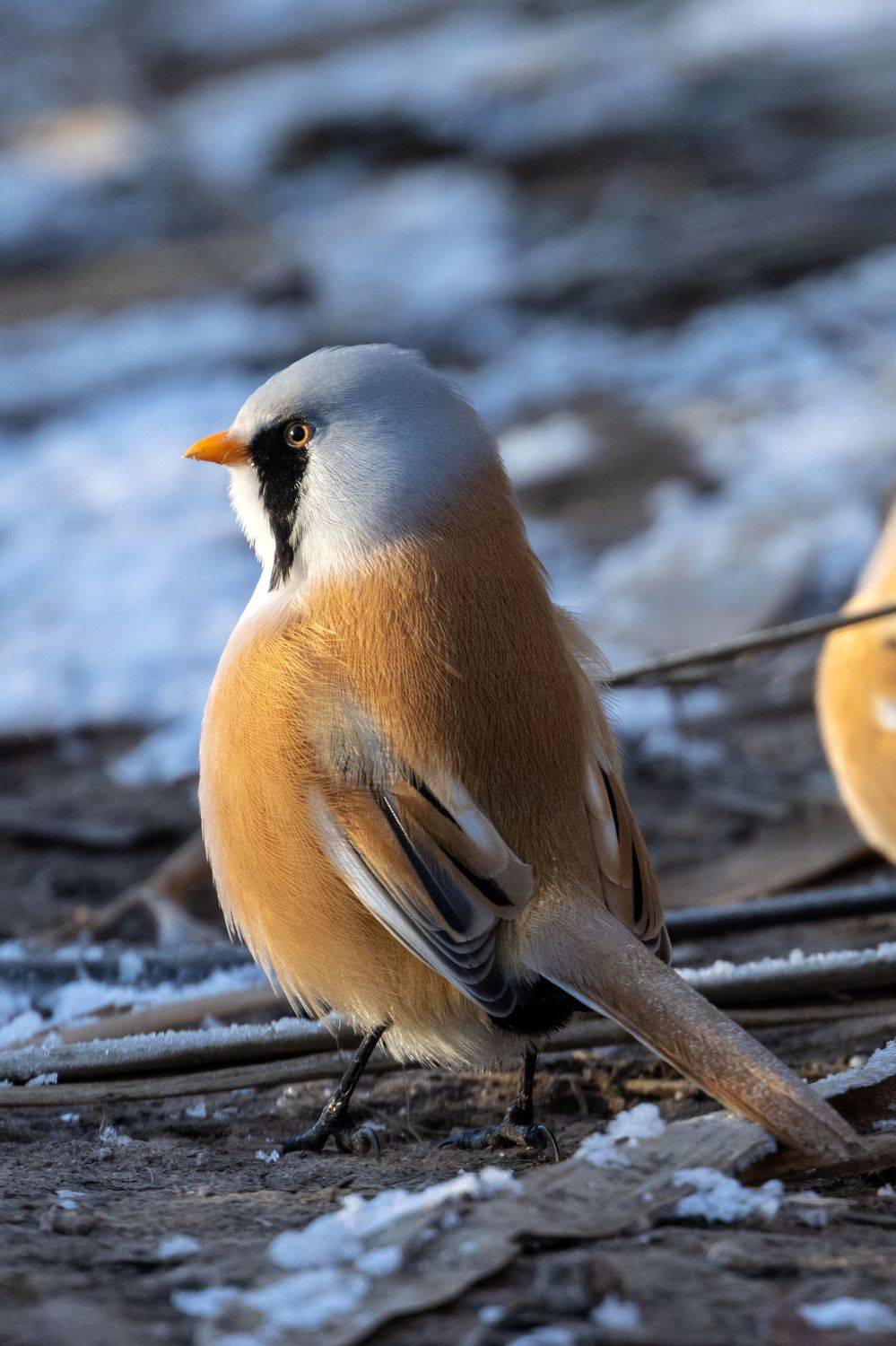 усатая синица, птицы, пернатые, Глебов Сергей