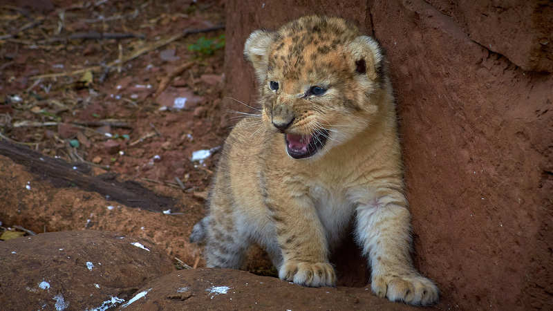 Царь зверей. (ЮАР) фото превью