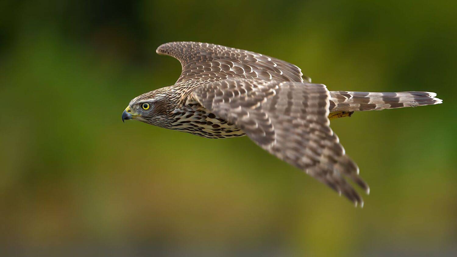 , Калинин Михаил