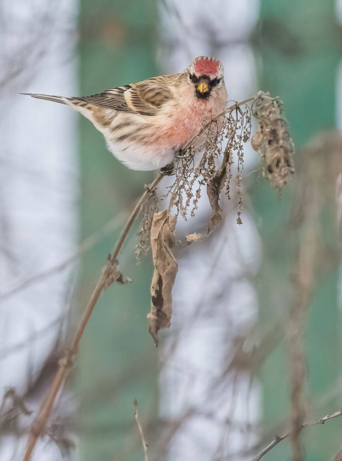 , Дэм Константин