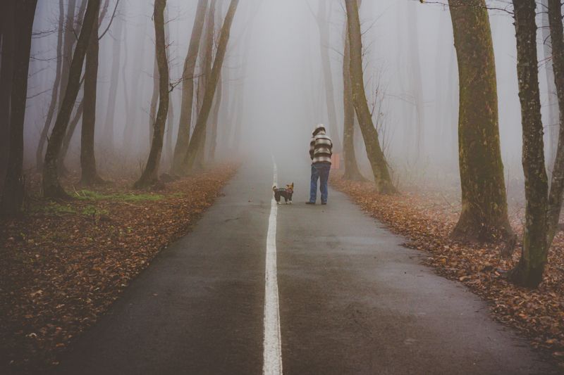 Туман, лес, стрит, человек, город По дороге в неизвестность фото превью