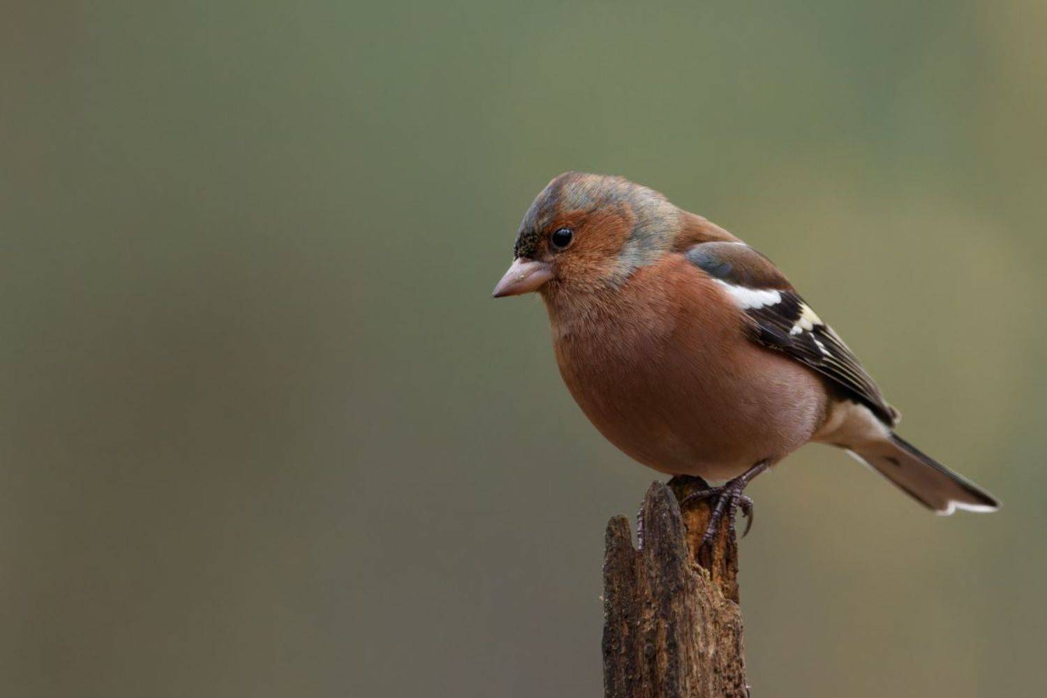 Finch bird nature canon sigma , Silvia Koopmans
