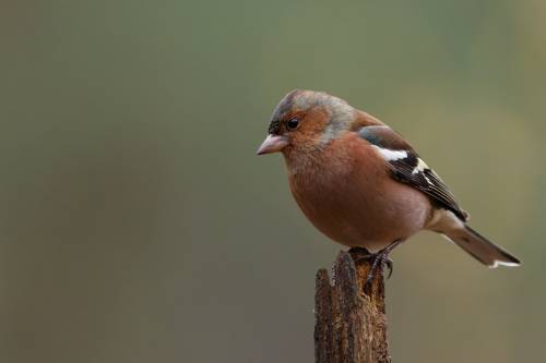 Finch