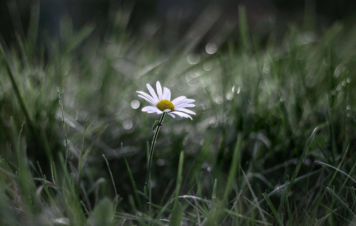 ромашка, цветок, Ершова Юлия