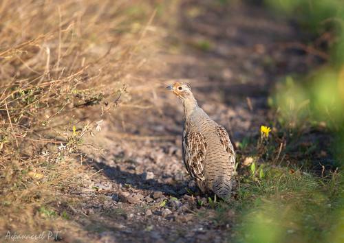 Бородатая куропатка