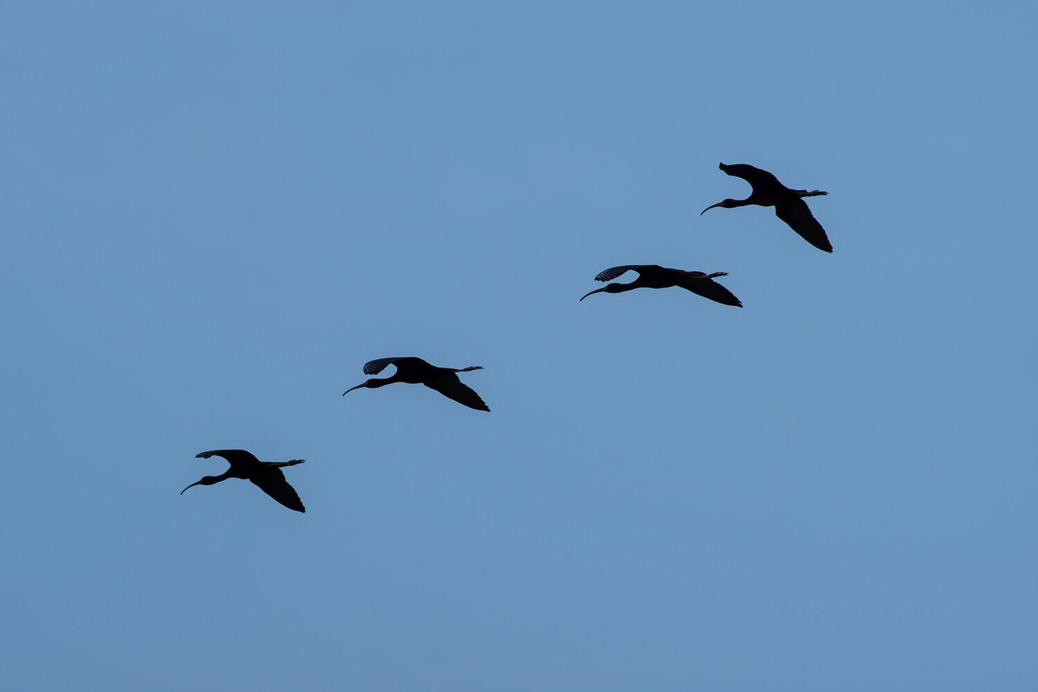 Plegadis falcinellus, bird, birds, birdwatching, volgograd, russia, wildlife, Glossy ibis, ibis, , Сторчилов Павел