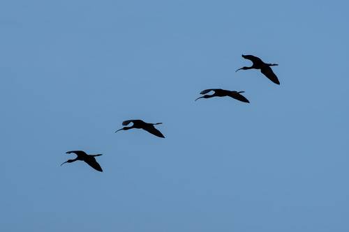 Plegadis falcinellus