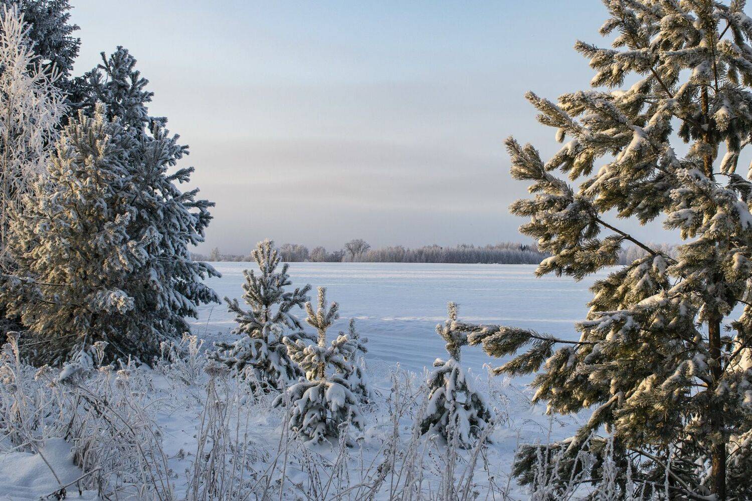 , Галина Луценко