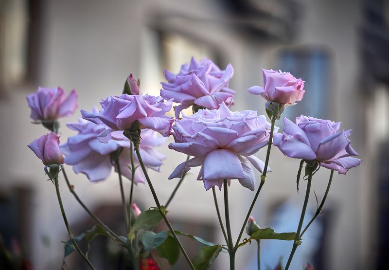 Немного лета в зимний день… Розы - Вlue Moon - Голубая Луна… Мой сад. Москва фото превью