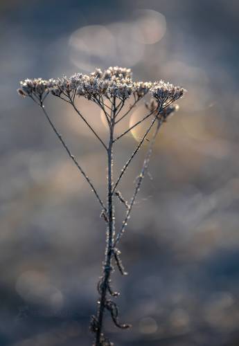 Украшение серебром