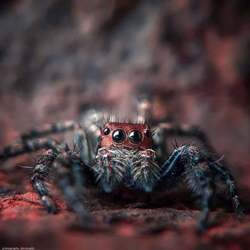Mobile macro photography