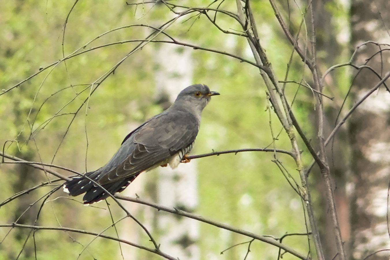 кукушка, КарОл