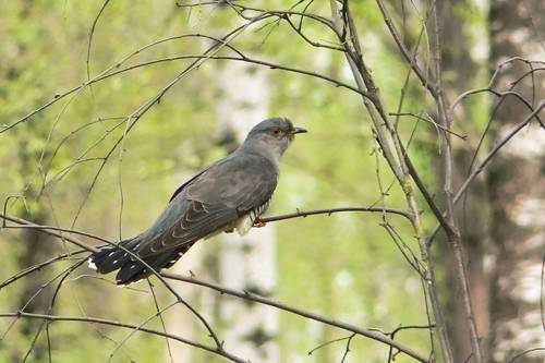 Кукушка (Cuculus canorus).