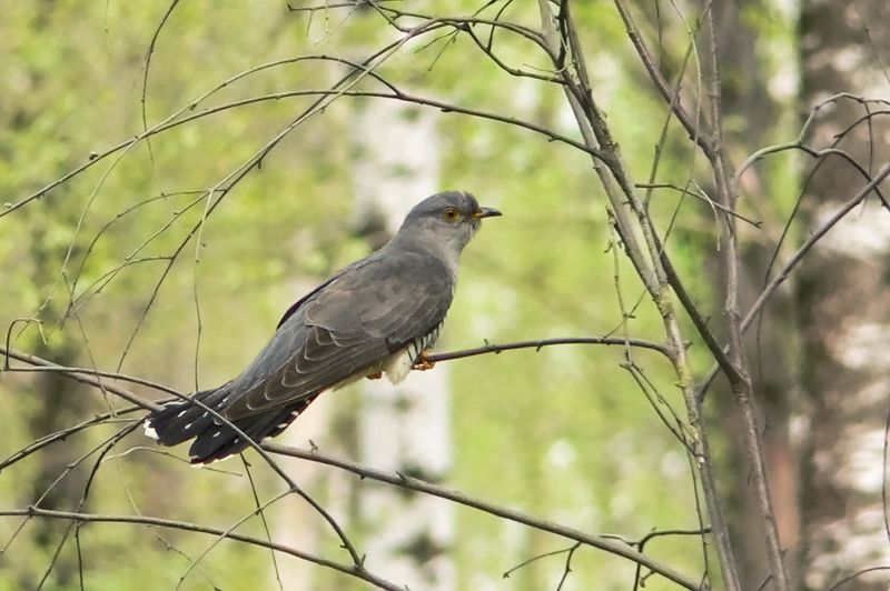 Кукушка (Cuculus canorus). фото превью