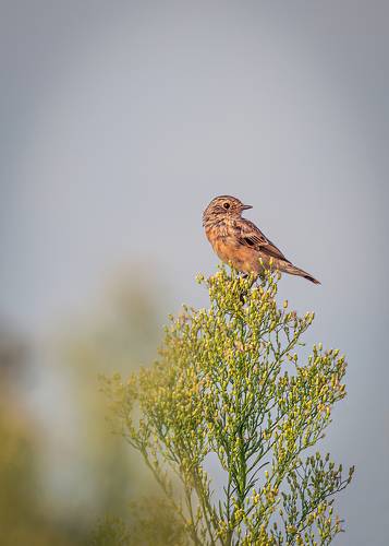 Чекан луговой