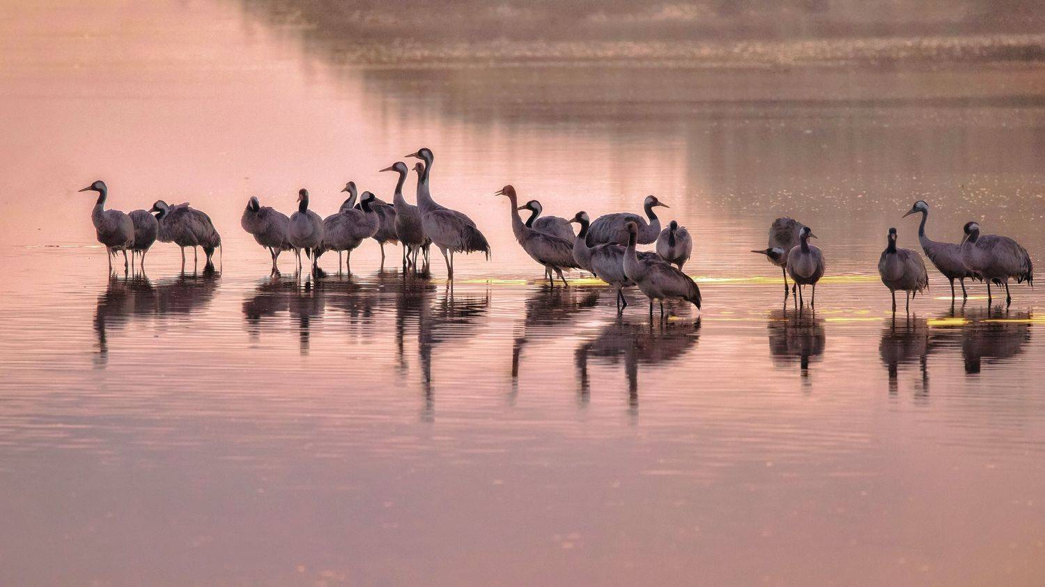 Cranes. Автор: David Manusevich , David Manusevich