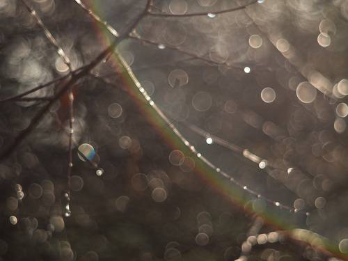 Зимнего света диски.