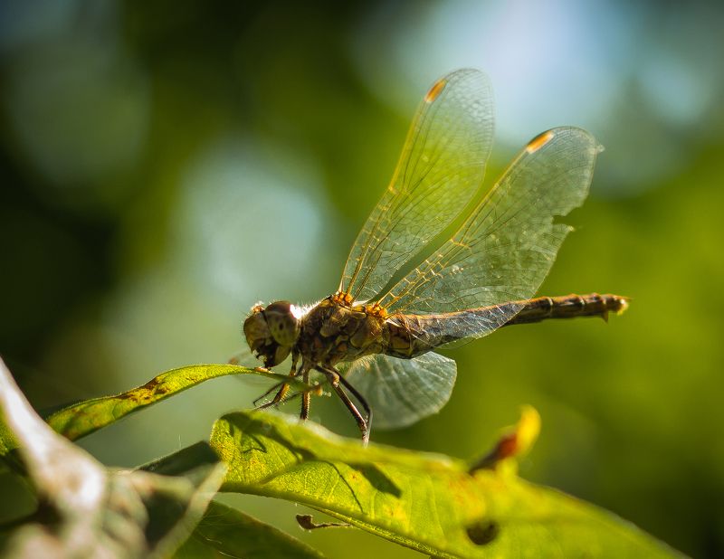 стрекоза  фото превью
