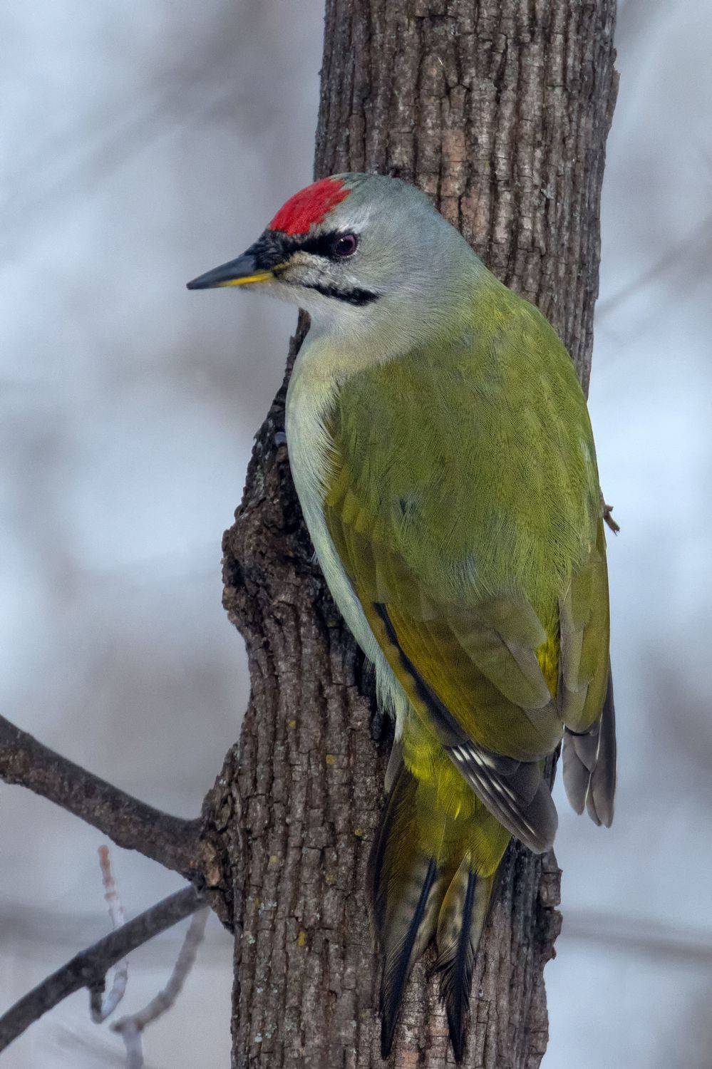 дятел, птицы, пернатые, Глебов Сергей