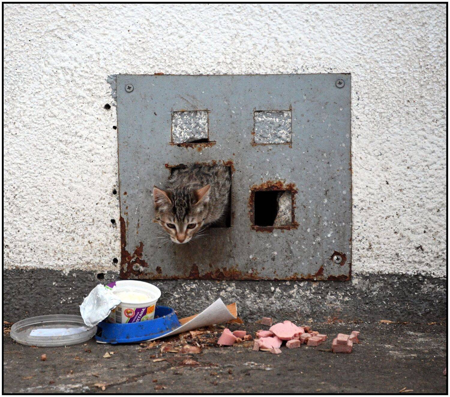 , Меднов Влад