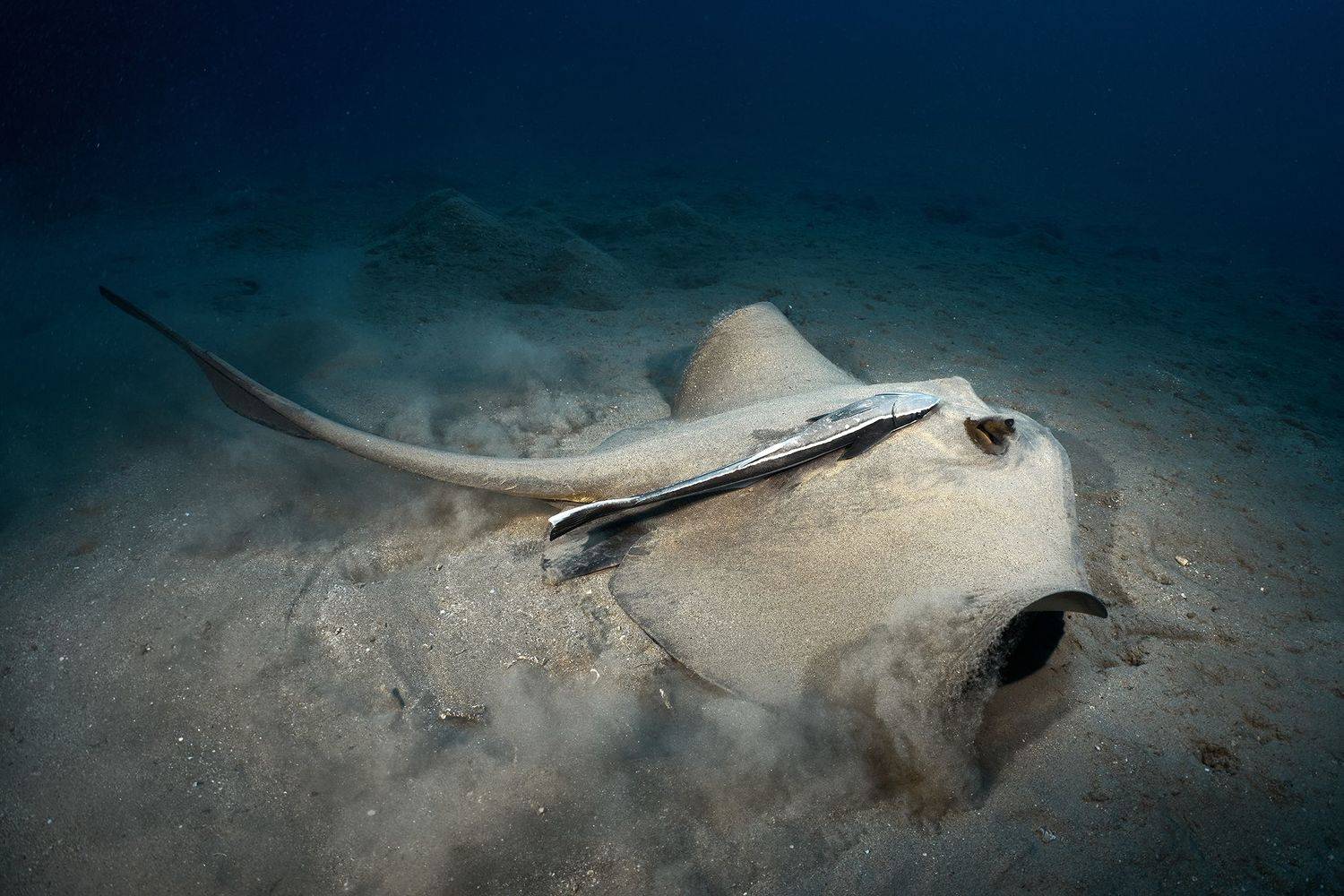 море, дайвинг, подводная фотосъемка, дайвер, тропические рыбы, скат., PAVEL PEREPECHAEV