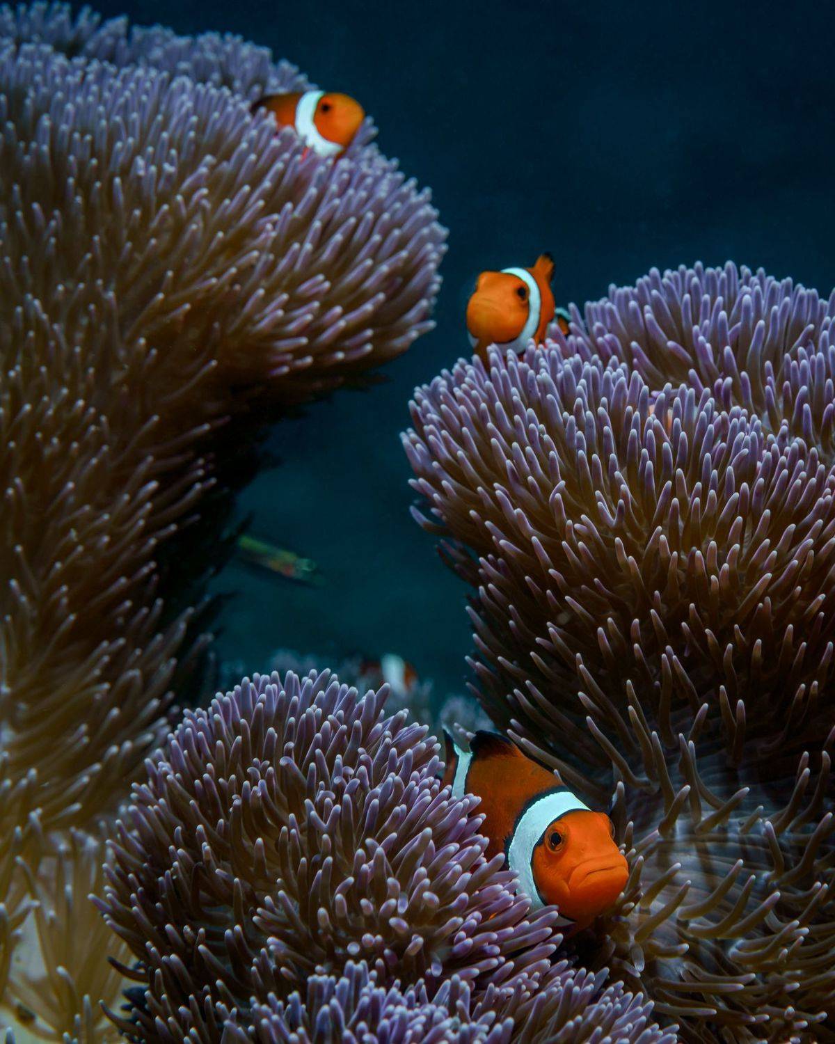 , Савин Андрей