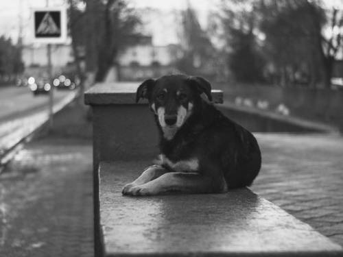 Собачий декабрь.