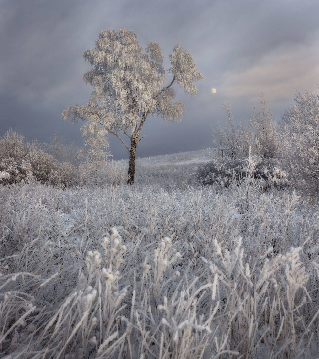 закат вечер берёза снег иней луна, Сергей Буторин