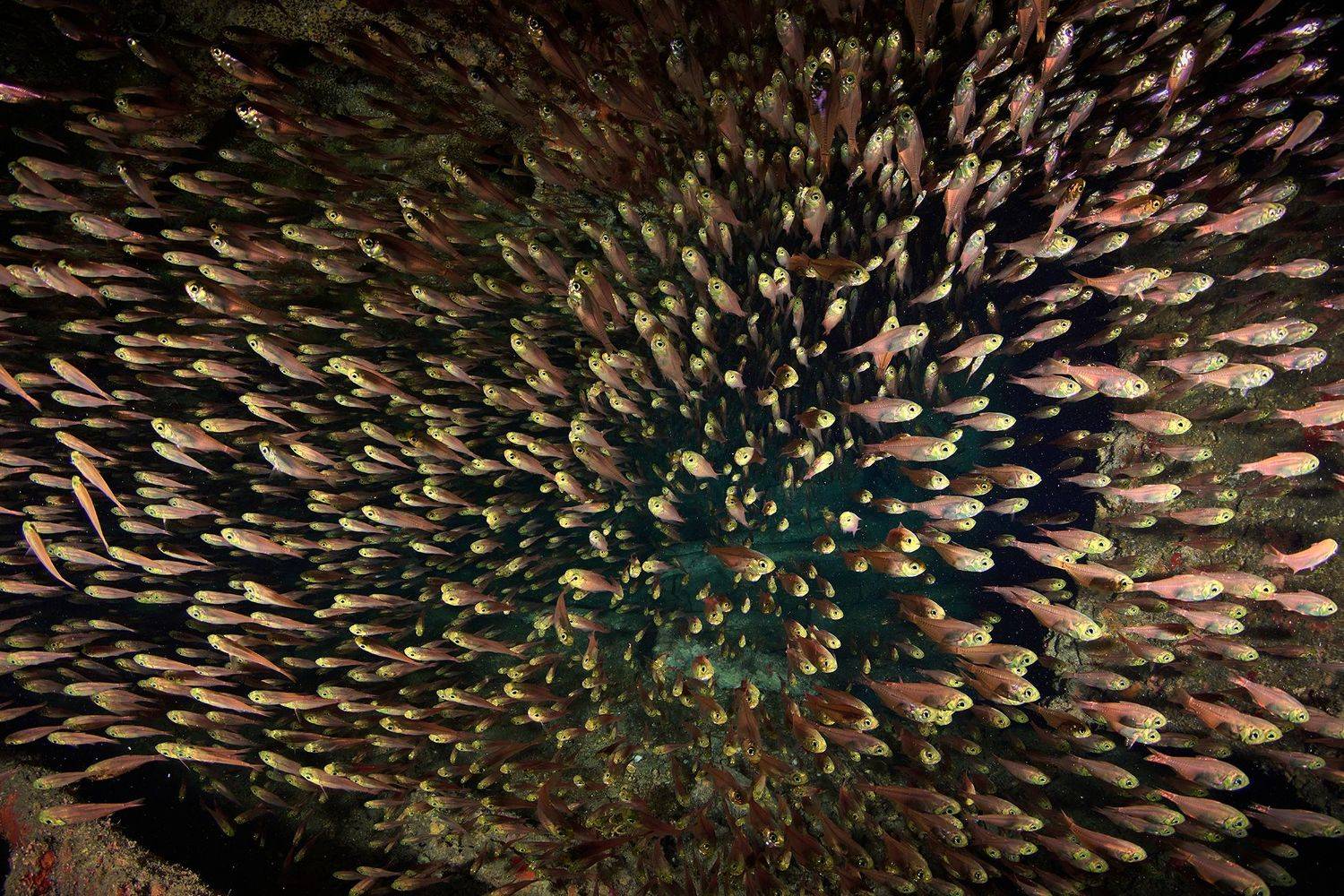 кораллы, коралловый риф, море, дайвинг, подводная фотосъемка, дайвер, тропические рыбки., PAVEL PEREPECHAEV