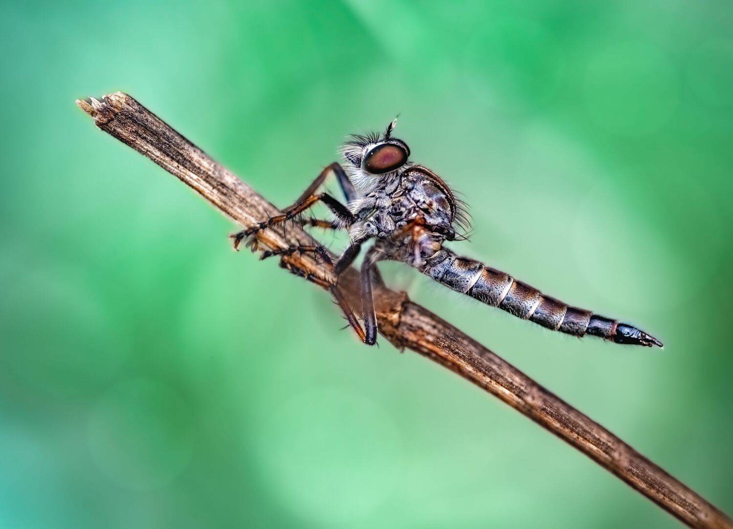 fly, insect, leaf, tiger fly, macro, bug, nature wild, robber fly, robber,, Atul Saluja