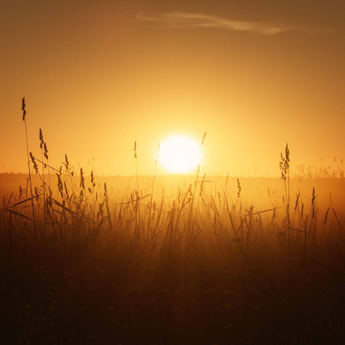 закат, солнце, sunset, sun, landscape, grass, shadow, summertime, лето, трава, тени, дымка, fog, туман, Чаланов Иван