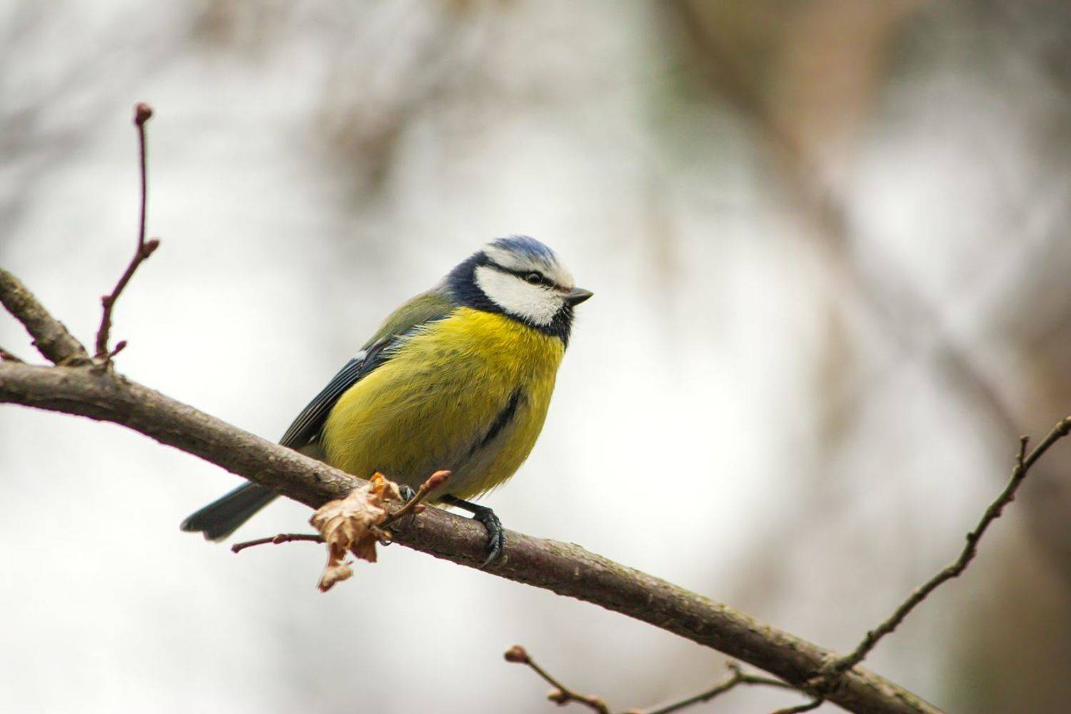 синица, КарОл