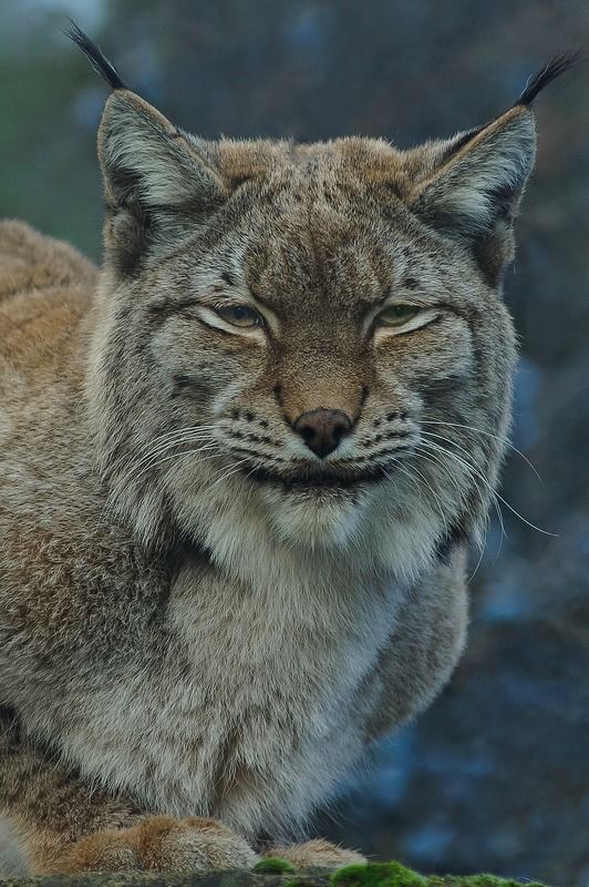 Bobcat. фото превью