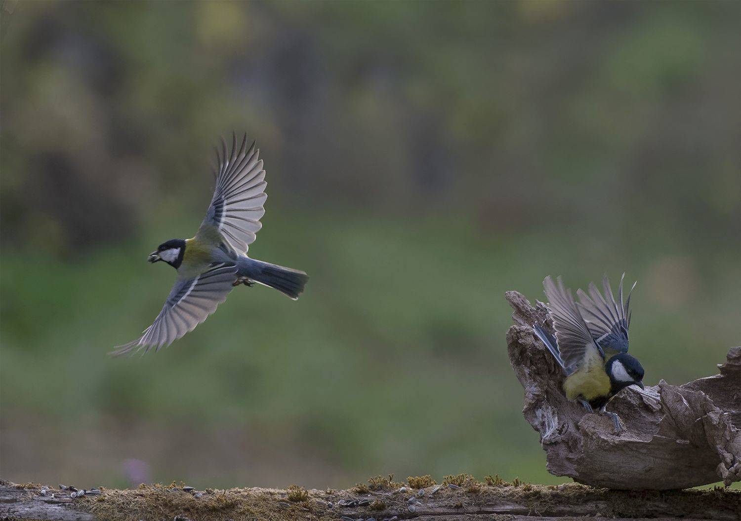 , Евгени Стефанов