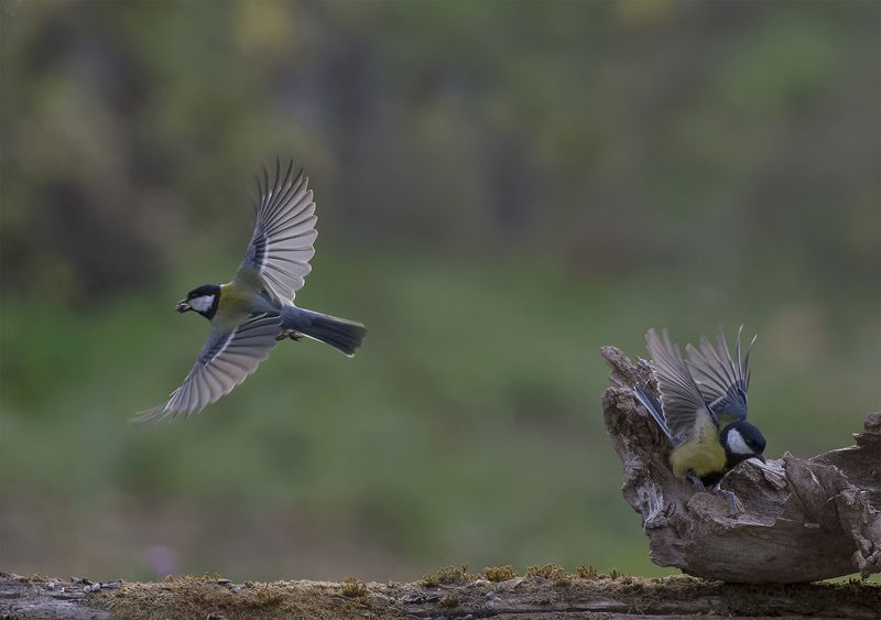Большой фото превью