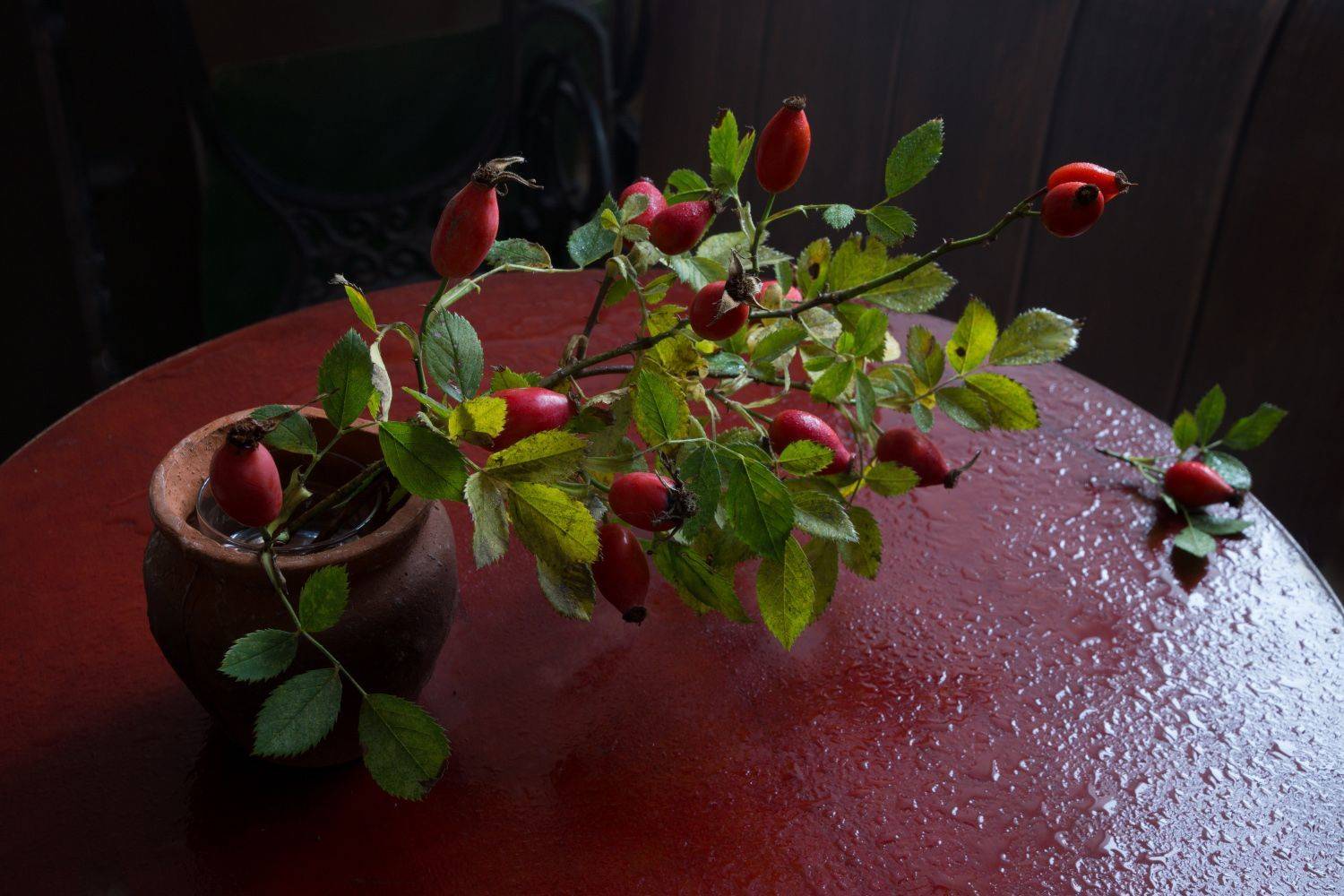 шиповник, осень, Колеснева Елена