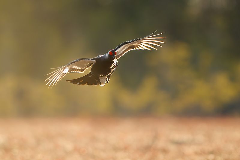 Тетерев. фото превью