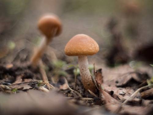 Стражи зимнего парка.